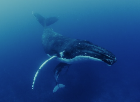 Mindfulness with the Whale